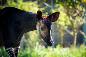 Meet the Okapis