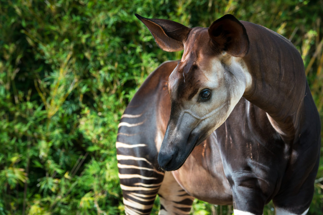 up-close shot of adult okapi looking down