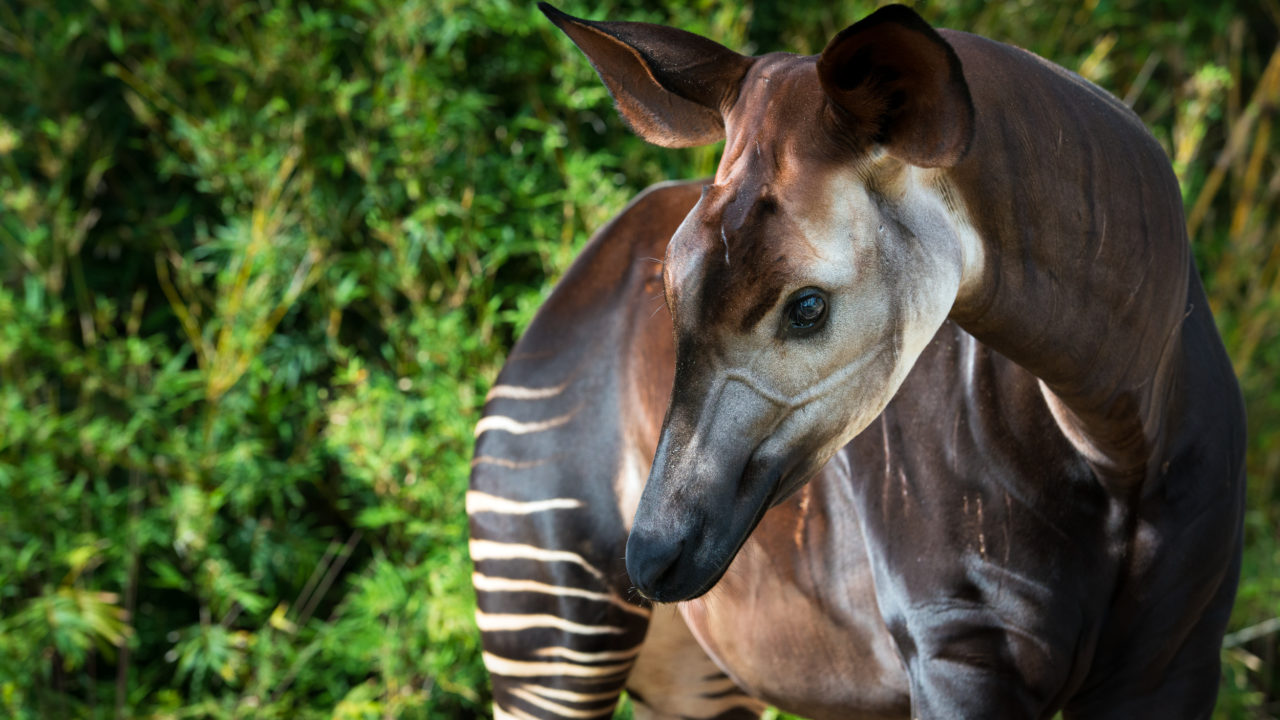 up-close shot of adult okapi looking down