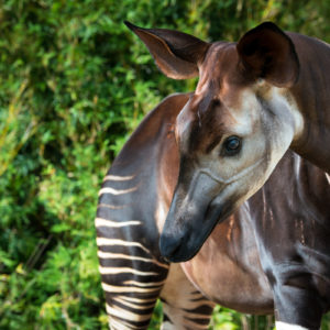 up-close shot of adult okapi looking down