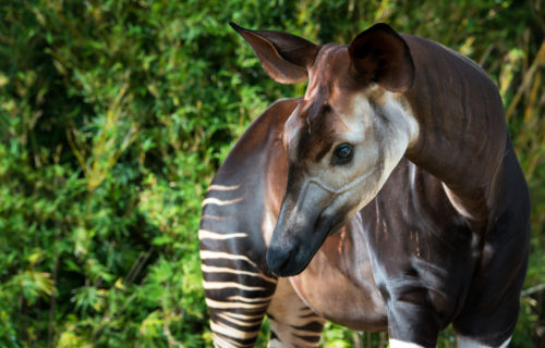 up-close shot of adult okapi looking down