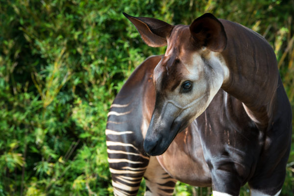 Zoo Ball 2025: Enchanted Forests