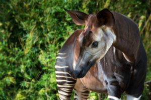 Celebrate World Okapi Day with Us: What is an Okapi?