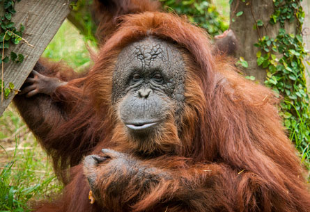 Orangutan Super Mom and Ambassador