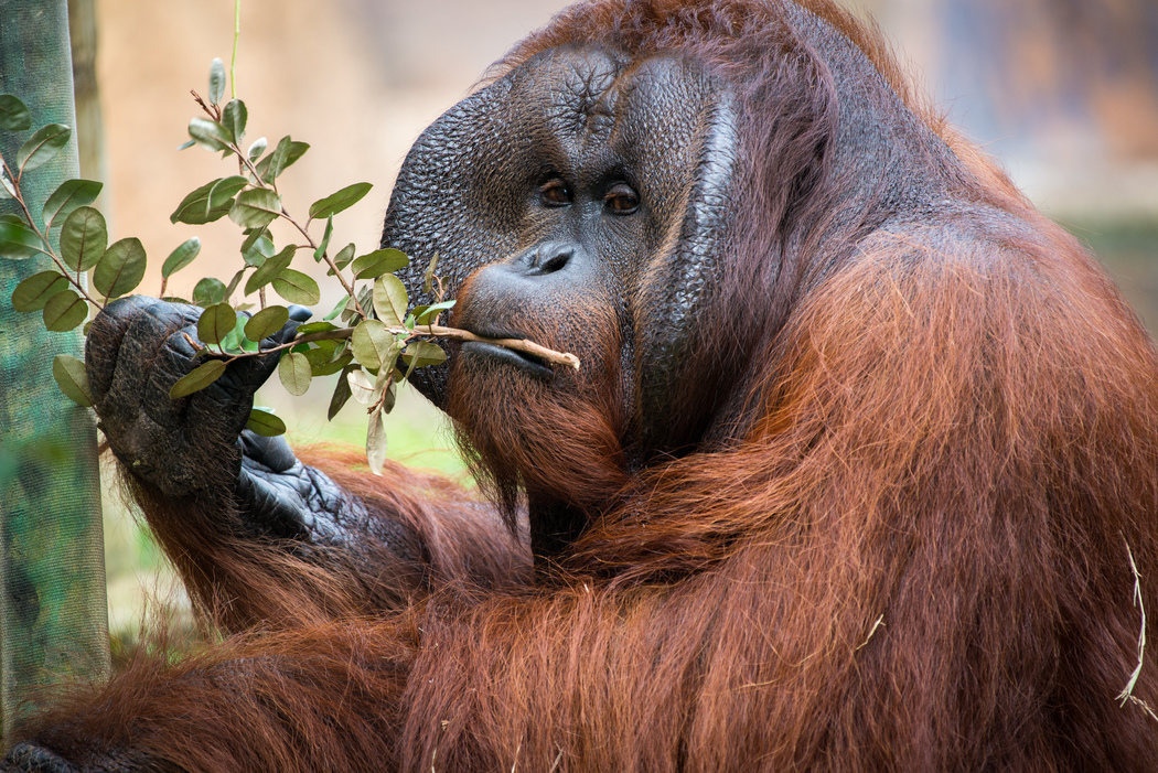 New Male  Bornean  Orangutan  at the Houston Zoo The 
