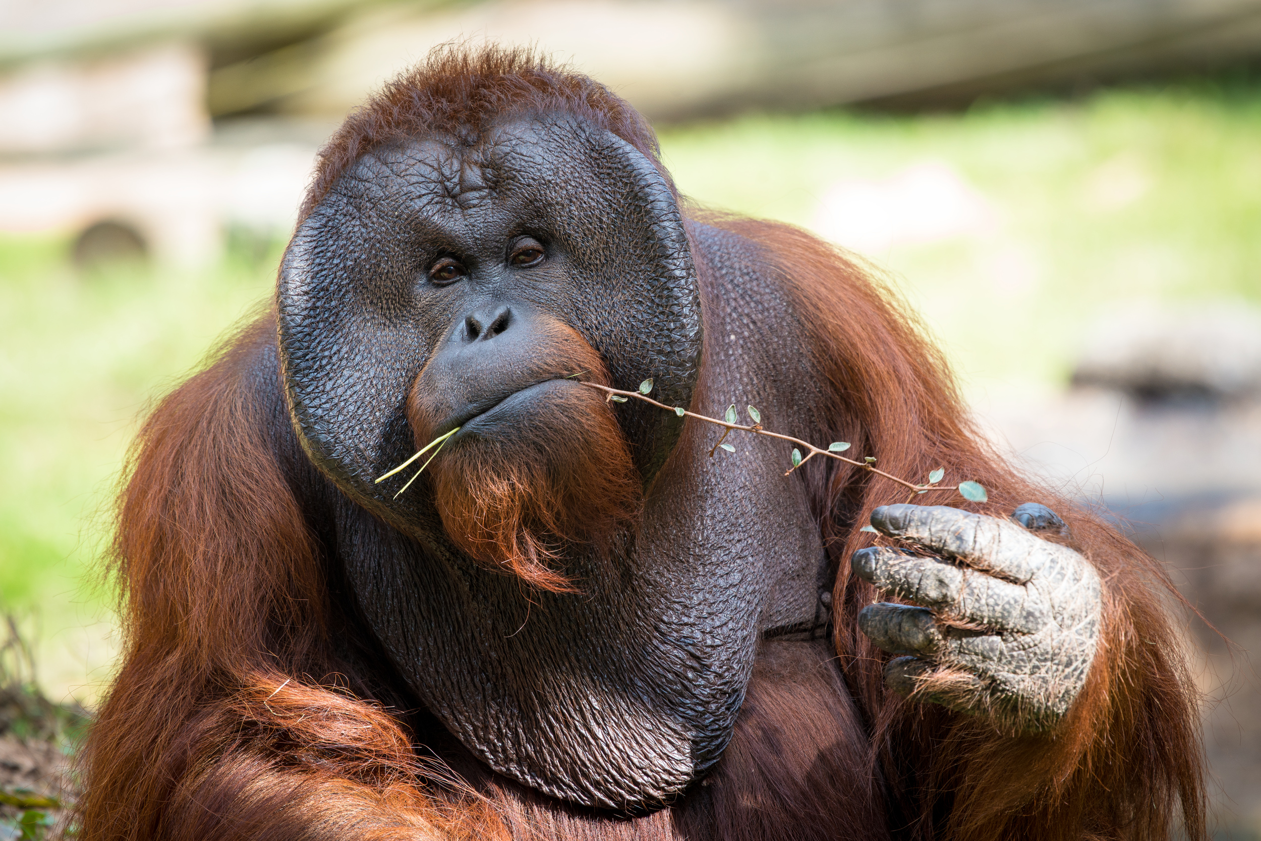 Saving Orangutans, One Bridge at a Time The Houston Zoo