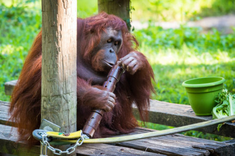 orangutan enrichment