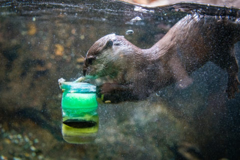 otter enrichment