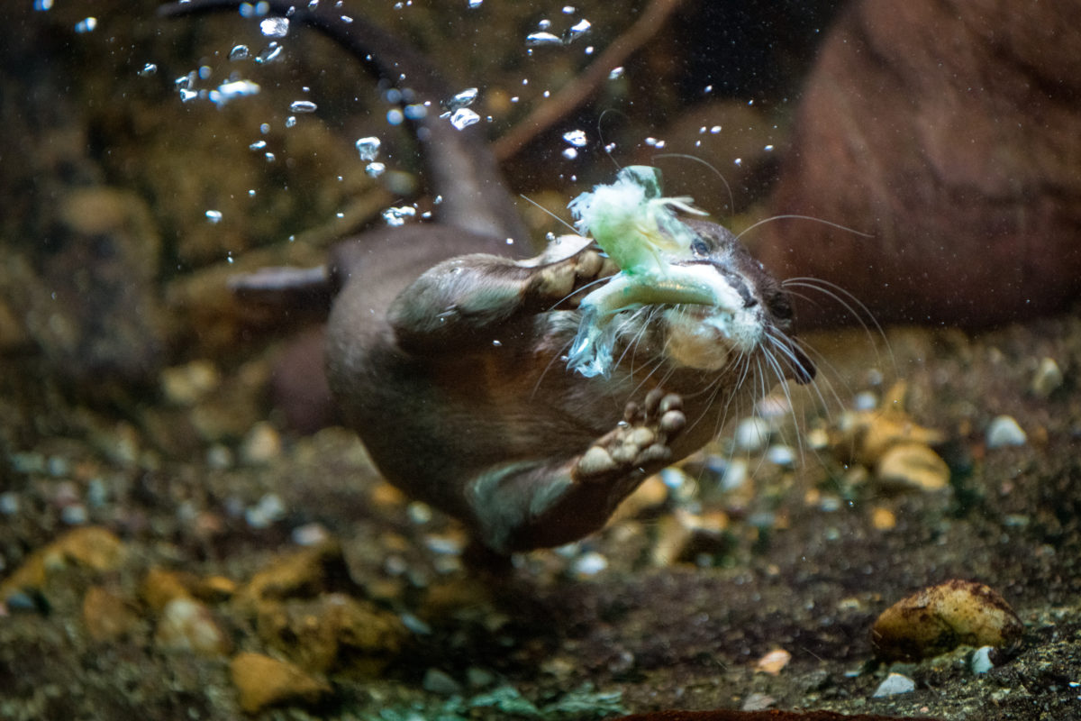 Otters Enjoy Ocean-friendly Seafood And So Can You! - The Houston Zoo