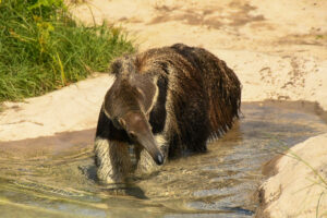 World Anteater Day at Houston Zoo