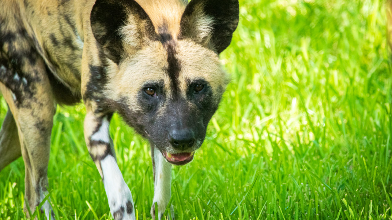 African painted dog outside in habitat