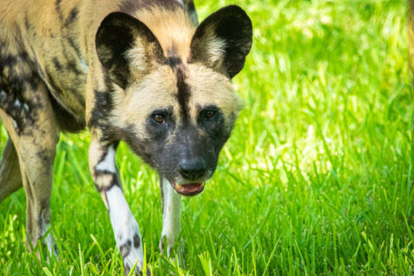 African painted dog outside in habitat
