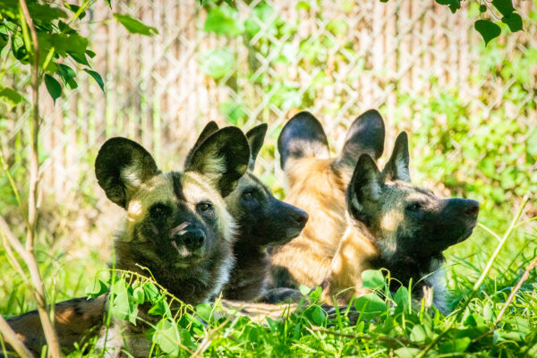 African painted dogs pack laying down outside in habitat