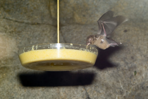 October is Bat Appreciation Month