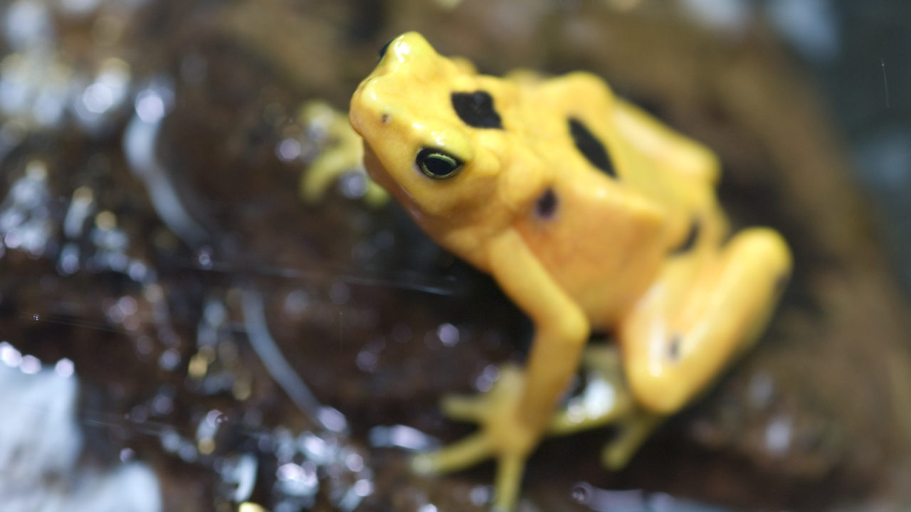 panamanian golden frog sitting on rock