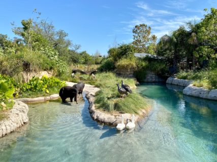 outdoor mixed species habitat in South America's Pantanal