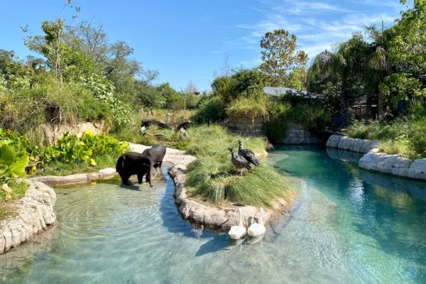 Themeparkzoo - Jersey Zoo , animal park in the Channel Islands .