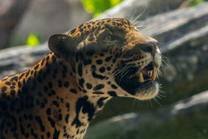Houston Zoo Mourns the Loss of Beloved Jaguar, Tesoro
