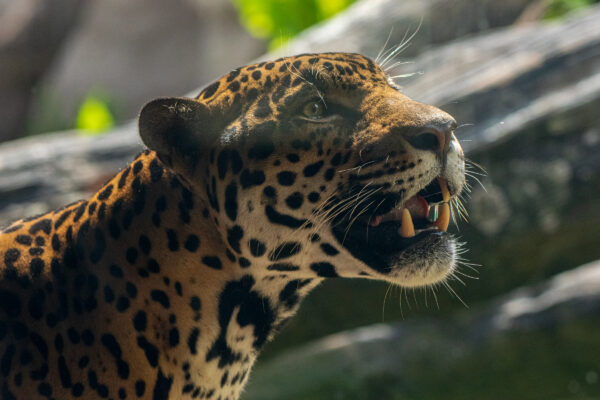 Houston Zoo Mourns the Loss of Beloved Jaguar, Tesoro