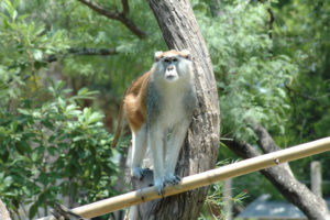 Patas Monkey  Southwick's Zoo