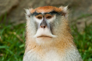 Patas Monkey