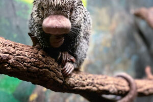 Prehensile-tailed porcupine