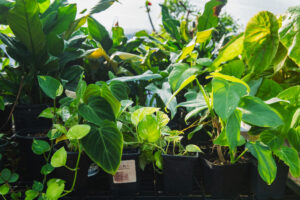 Houston Zoo Plant Sale