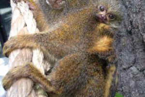 Year of the Monkey: May