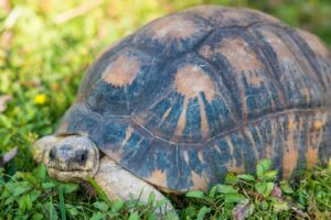 Radiated tortoise