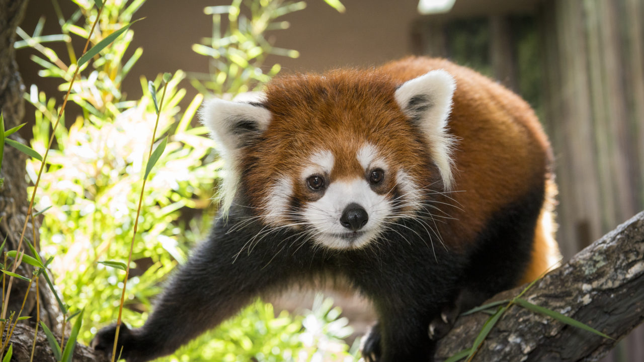 red panda climbing on tree branch