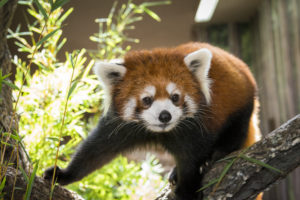 Red Panda