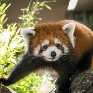 red panda climbing on tree branch
