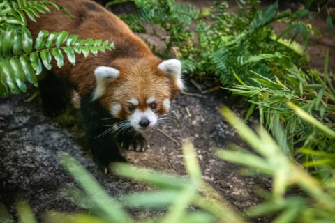 Red Pandas On The Move The Houston Zoo