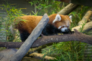 Red Pandas on the Move