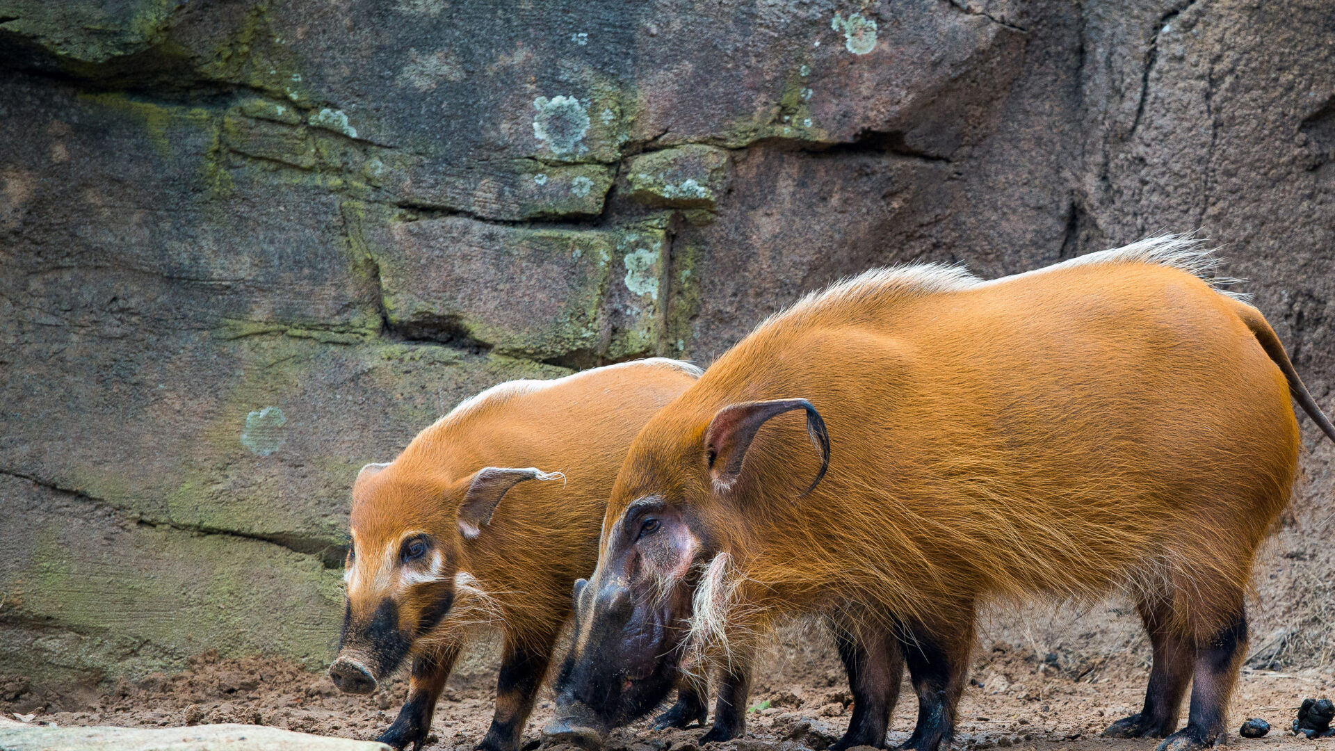 Red River Hog - The Houston Zoo