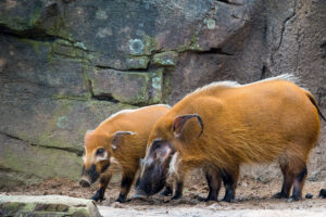 Golden-Headed Lion Tamarin - The Houston Zoo