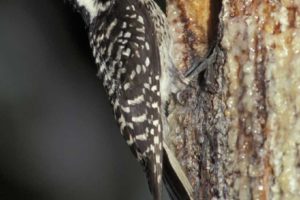 11,000 Trees Planted for the Red-Cockaded Woodpecker!