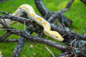 Reticulated Python