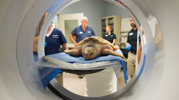 Rhossi sea turtle in CT machine