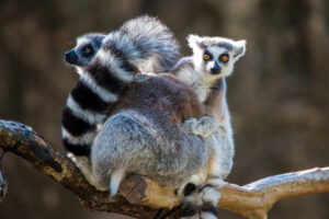 World Lemur Festival at the Zoo
