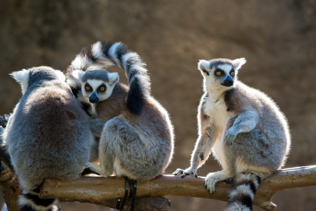 three ring-tailed lemurs sitting on tree branch