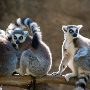 three ring-tailed lemurs sitting on tree branch