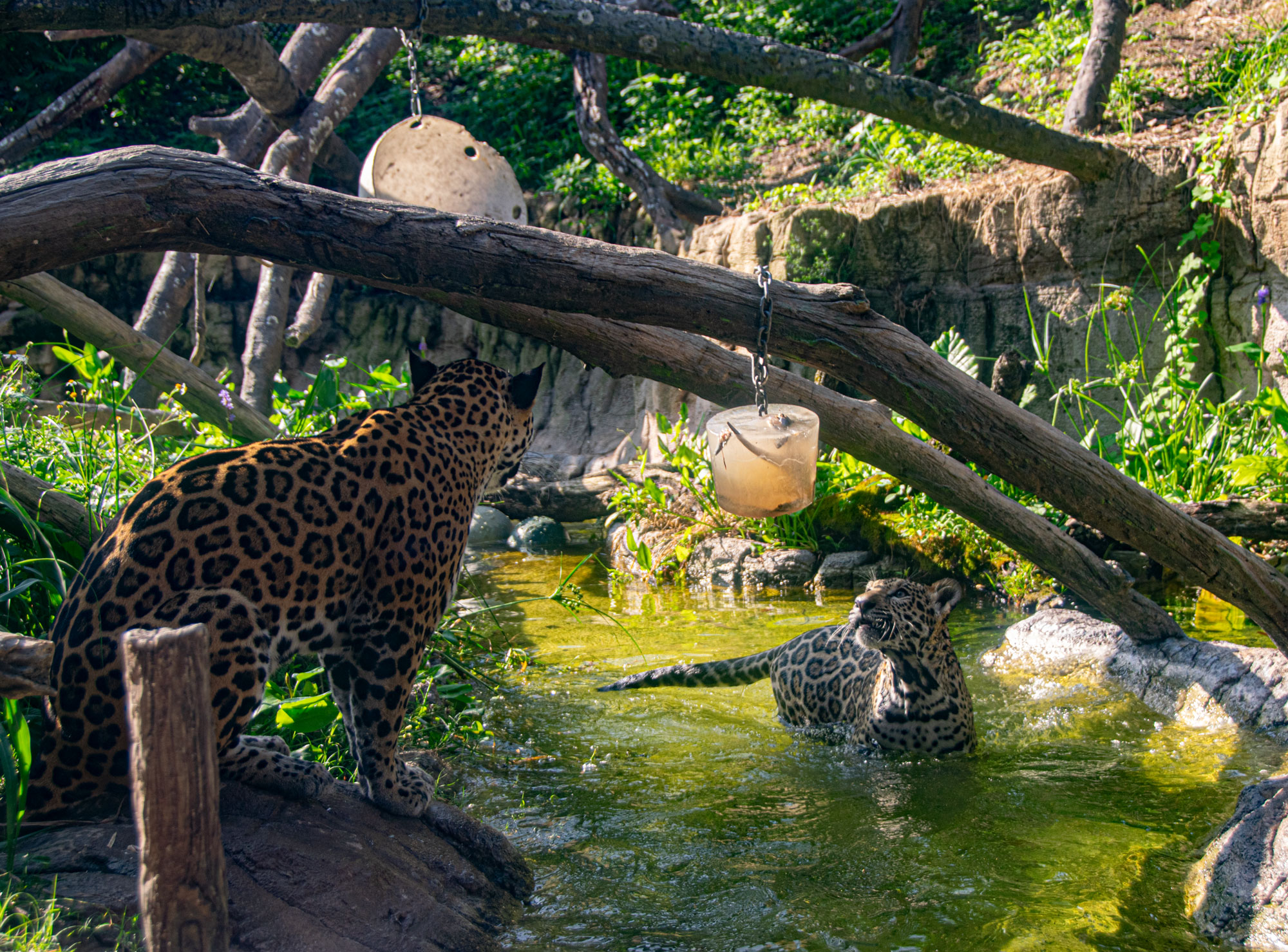 Cool Treats and Splashy Feats - The Houston Zoo