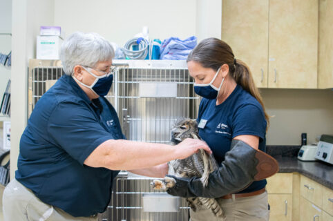 Roxie the great horned owl being examined