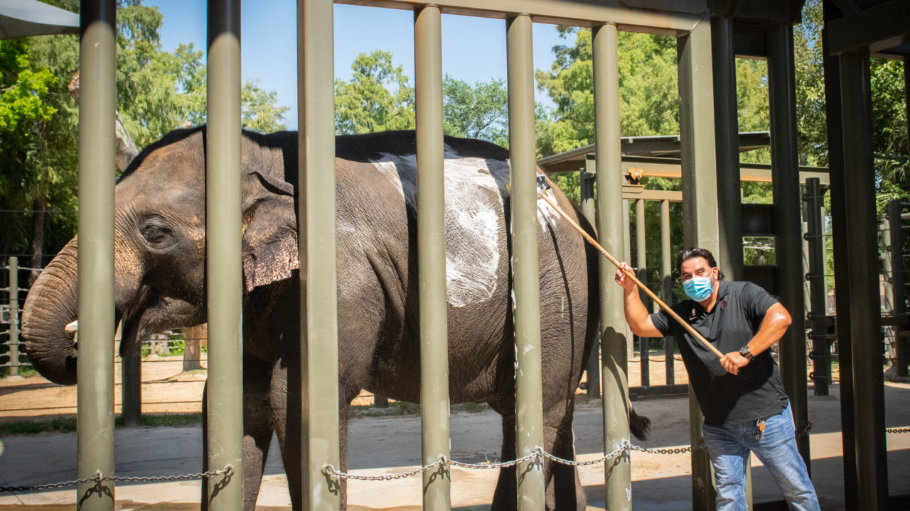 Zoo guest bathing Asian elephant behind the scenes during an animal encounter