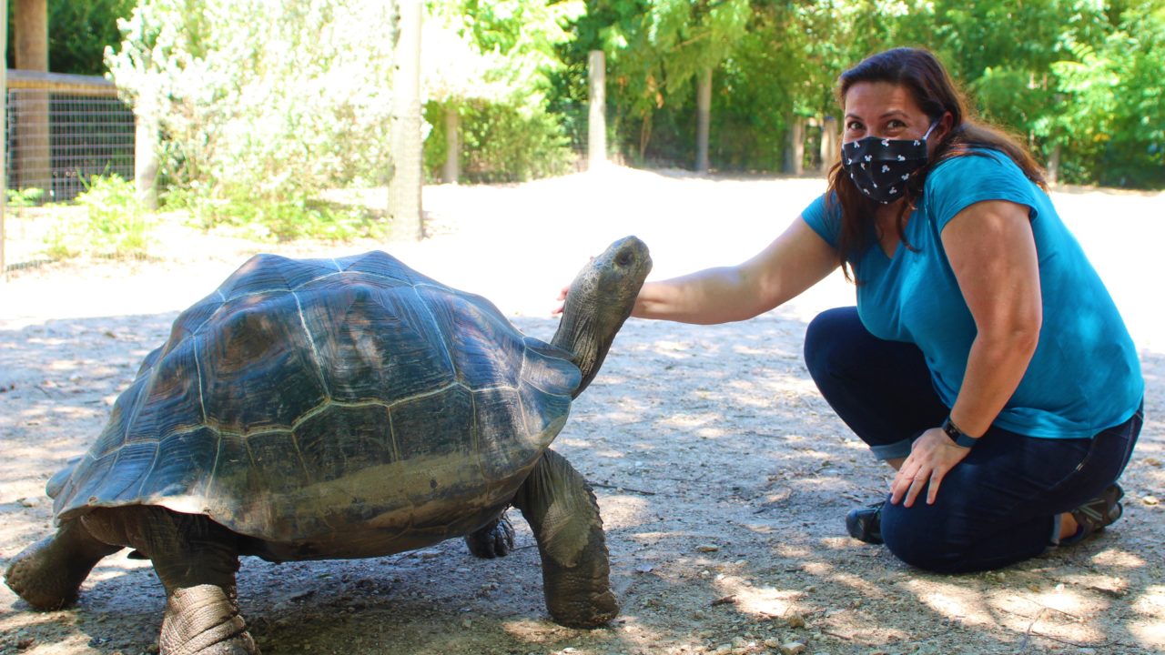 Zoo guest petting a Galapagos tortoise during up-close animal encounter