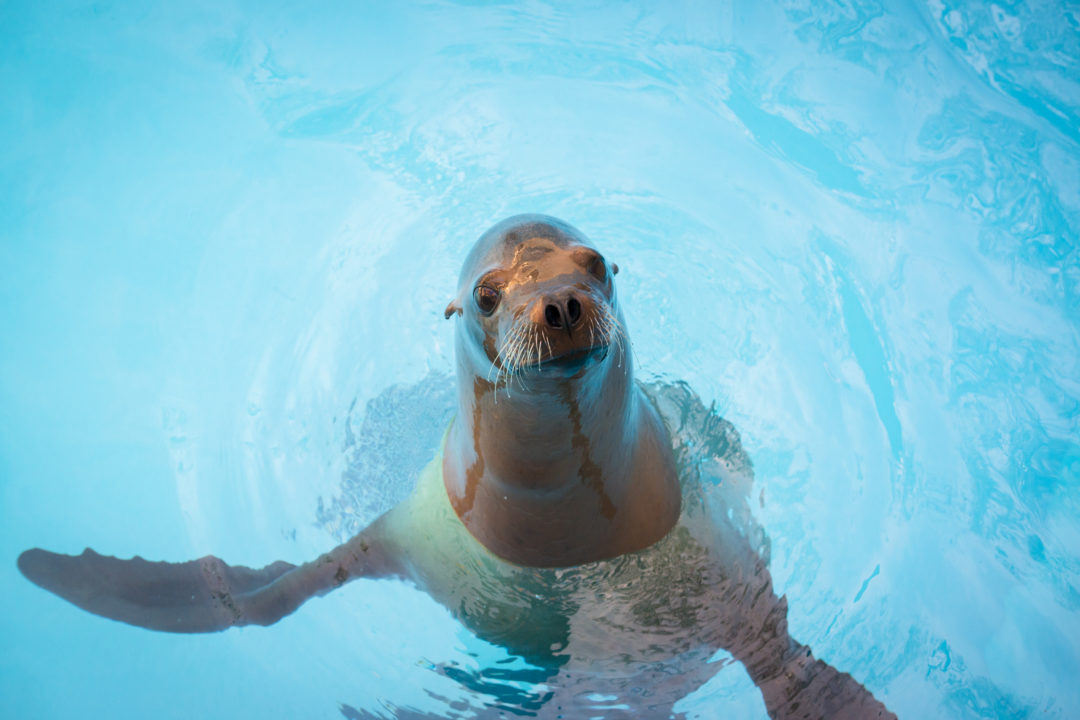 sea lion posing in water habitat