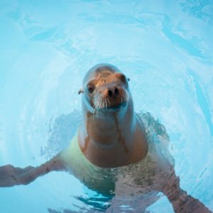 sea lion posing in water habitat