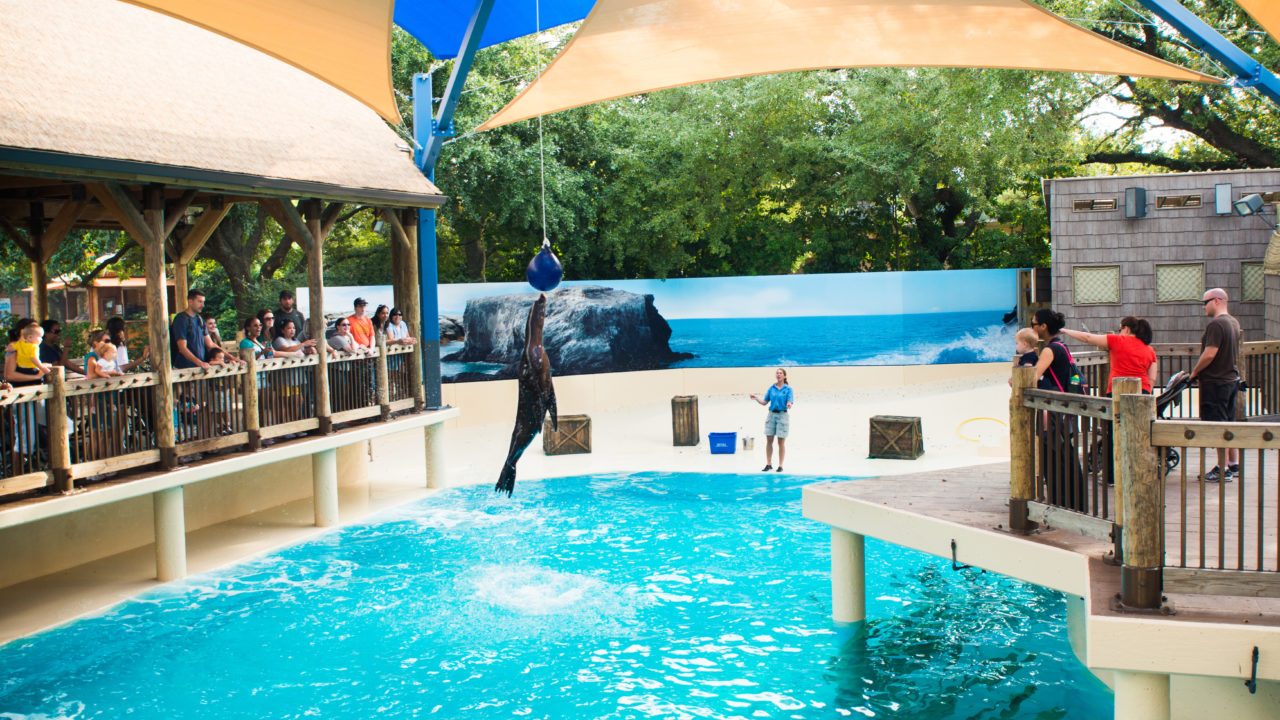 sea lion jumping in the air during zookeeper talk