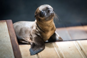 Baby Boom at the Zoo!